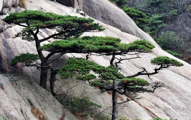 黄山的风景美在哪里,黄山的风景美的句子图4