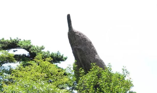 黄山的风景美在哪里,黄山的风景美的句子图5