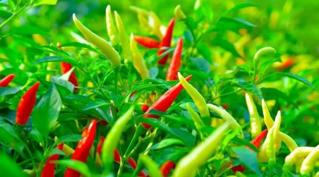 全国哪的辣椒最好吃？经过评比，这5个地方比较有名，有你家乡吗