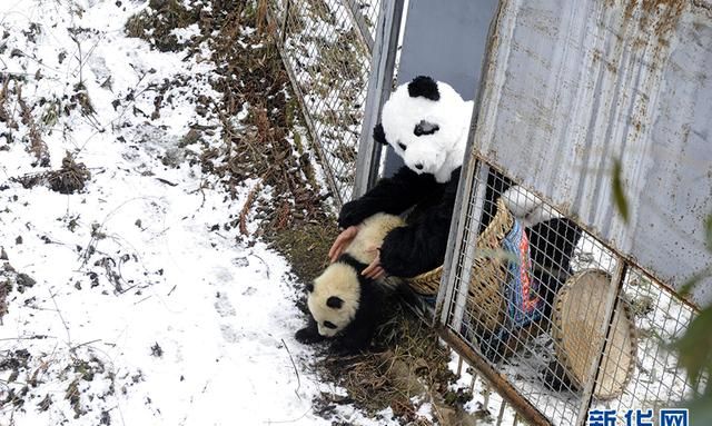 做熊猫饲养员有什么要求？答：先把自己变成“熊猫”