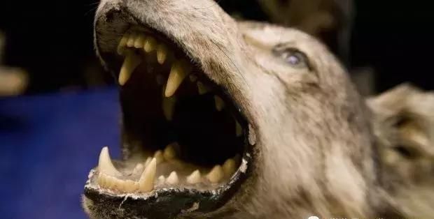 狗嘴里吐不出象牙，但是狼嘴可以！
