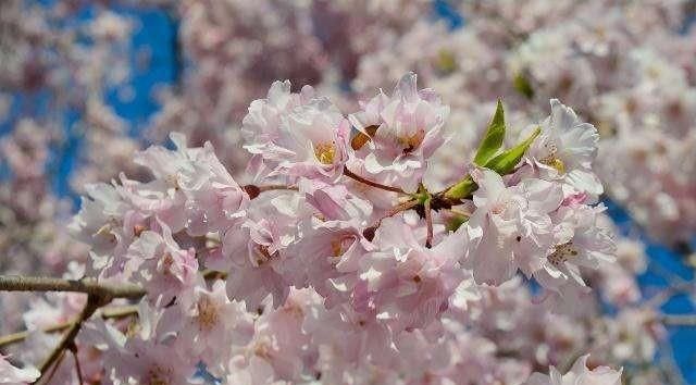 樱花果实能吃吗,樱花果实能吃吗有什么用处图1