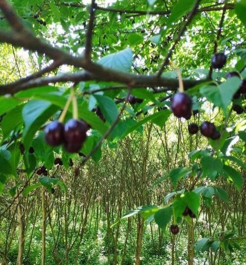 樱花果实能吃吗,樱花果实能吃吗有什么用处图4