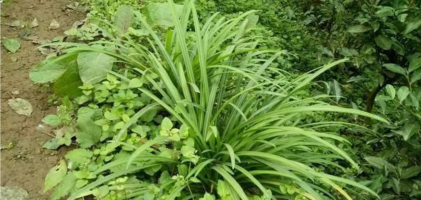 适合冬季种植的蔬菜品种有哪些(冬季适合大面积种植的蔬菜有哪些)图6