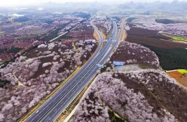 贵州哪里的樱花最多,贵州平坝樱花风景区图2