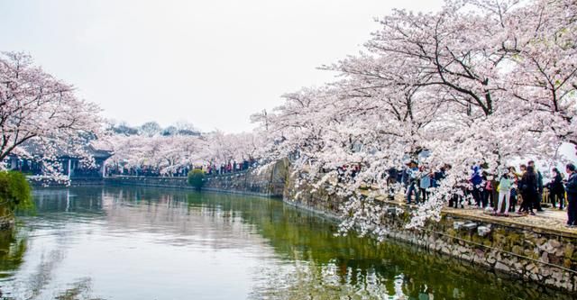 贵州哪里的樱花最多,贵州平坝樱花风景区图4