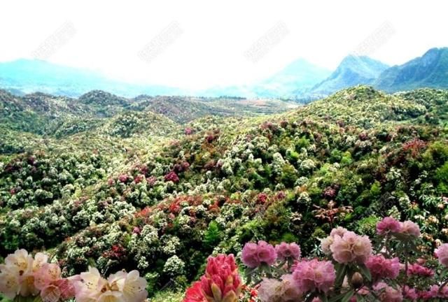 贵州哪里的樱花最多,贵州平坝樱花风景区图5