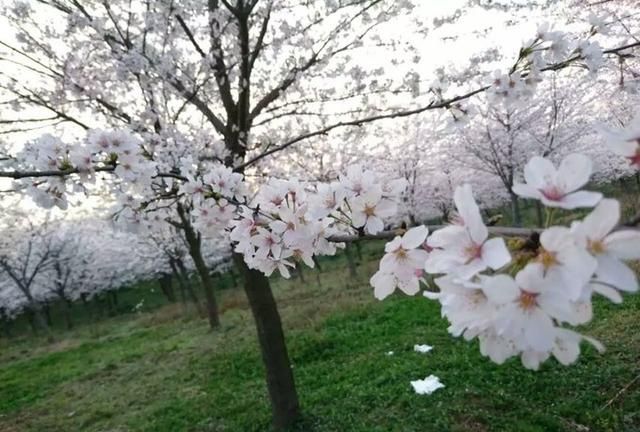 贵州哪里的樱花最多,贵州平坝樱花风景区图6