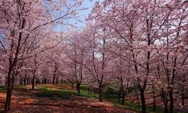 贵州哪里的樱花最多,贵州平坝樱花风景区图10