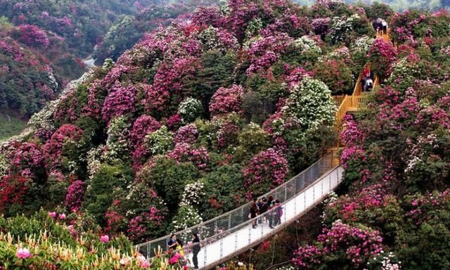 贵州哪里的樱花最多,贵州平坝樱花风景区图14