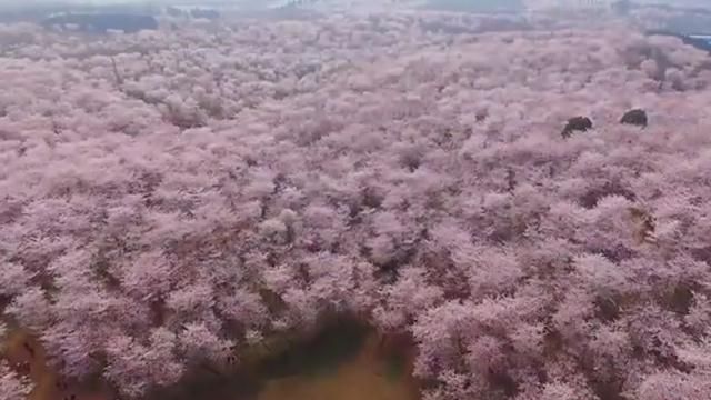 贵州哪里的樱花最多,贵州平坝樱花风景区图15