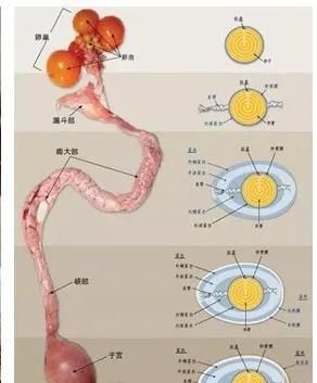 蛋鸡要怎么养才能产蛋率高(蛋鸡160天产蛋率一览表)图4