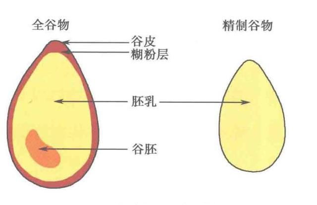 世界粮食日，一粒米经过3072小时才能成为米饭，它究竟经历了啥？