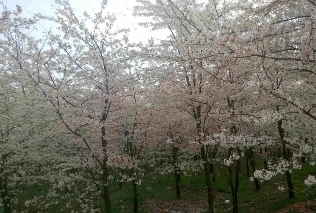 贵阳赏樱花几月几号好,贵阳看樱花有什么玩的图31