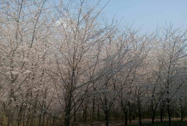 贵阳赏樱花几月几号好,贵阳看樱花有什么玩的图35