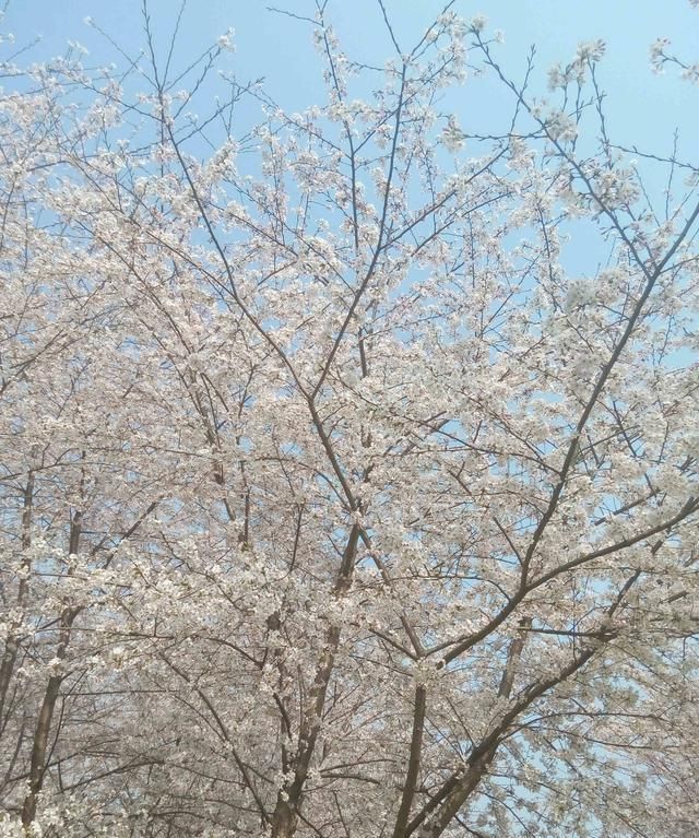 贵阳赏樱花几月几号好,贵阳看樱花有什么玩的图45