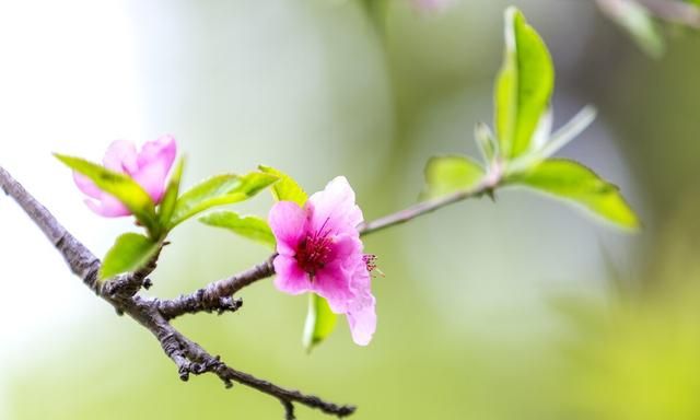 菊花泡水喝有什么功效(菊花泡水喝的危害)图1