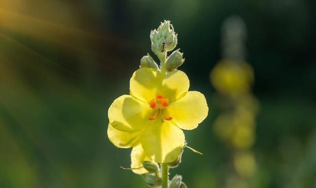 菊花泡水喝有什么功效(菊花泡水喝的危害)图3