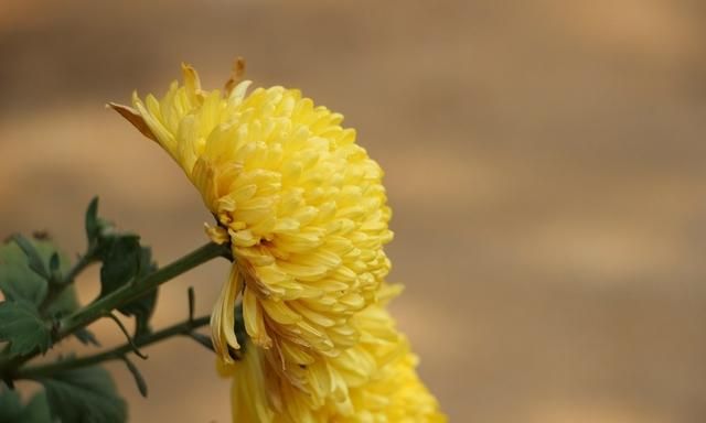 菊花泡水喝有什么功效(菊花泡水喝的危害)图8