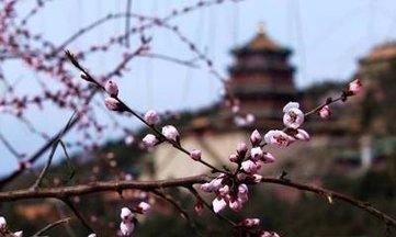 北京有春季吗,北京春季时间图8