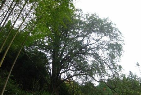 带你认识27种泉州“国宝级”野生植物