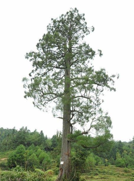 带你认识27种泉州“国宝级”野生植物