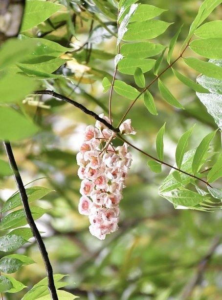 带你认识27种泉州“国宝级”野生植物