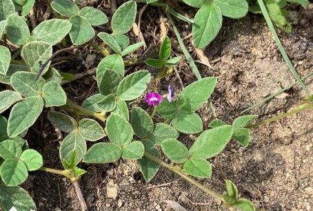 带你认识27种泉州“国宝级”野生植物