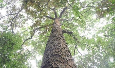 带你认识27种泉州“国宝级”野生植物