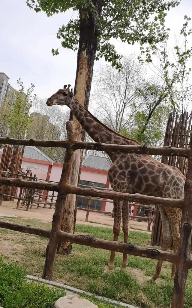 郑州动物园一日游