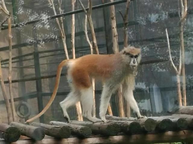 郑州动物园一日游
