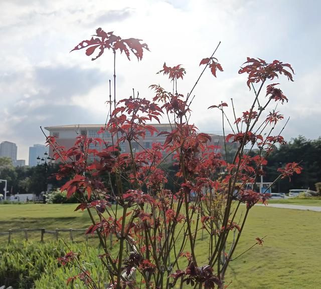 红枫，花语是“该温柔时温柔，该发威时就要发威”