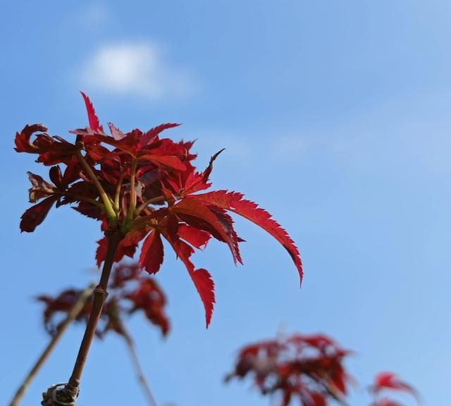 红枫，花语是“该温柔时温柔，该发威时就要发威”