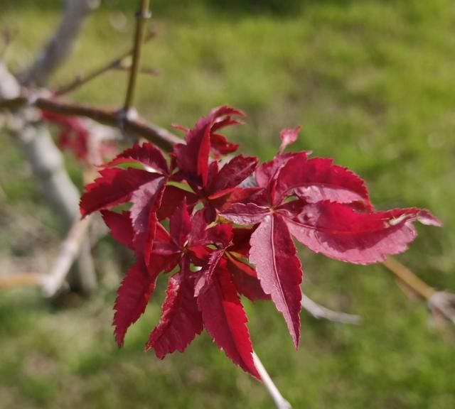 红枫，花语是“该温柔时温柔，该发威时就要发威”