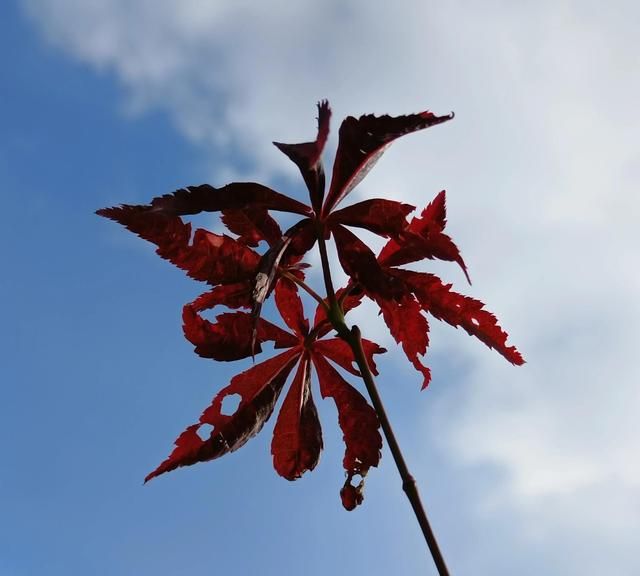 红枫，花语是“该温柔时温柔，该发威时就要发威”