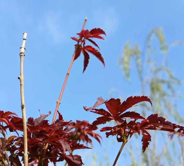 红枫，花语是“该温柔时温柔，该发威时就要发威”