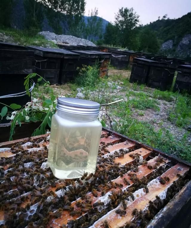 蜂蜜是否结晶能辨别蜂蜜的真假吗图10