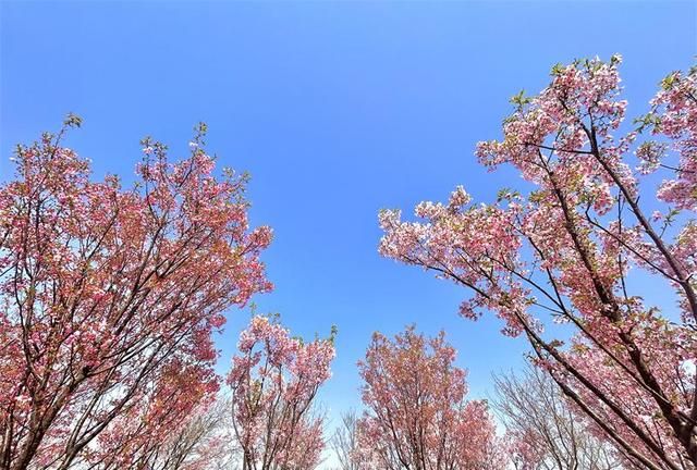 “樱”约春日烂漫 岳阳樱花园盛装迎客