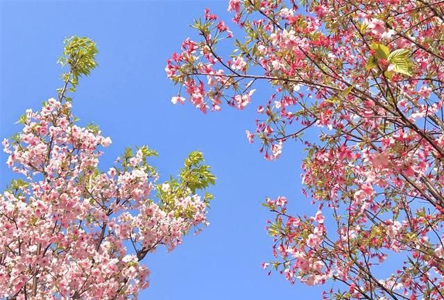 “樱”约春日烂漫 岳阳樱花园盛装迎客