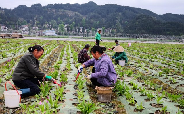 同样是氮肥，尿素、碳铵、氯化铵、硝酸铵等如何正确挑选与使用？