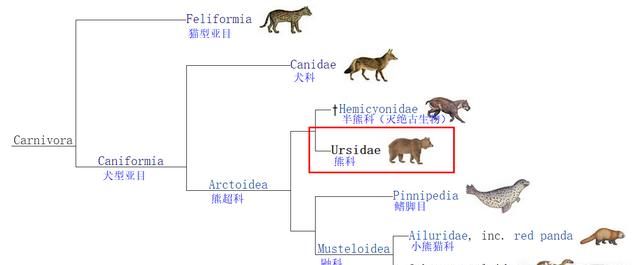 为什么犬科动物怕老虎不怕熊,老虎是猫科熊是犬科吗图7