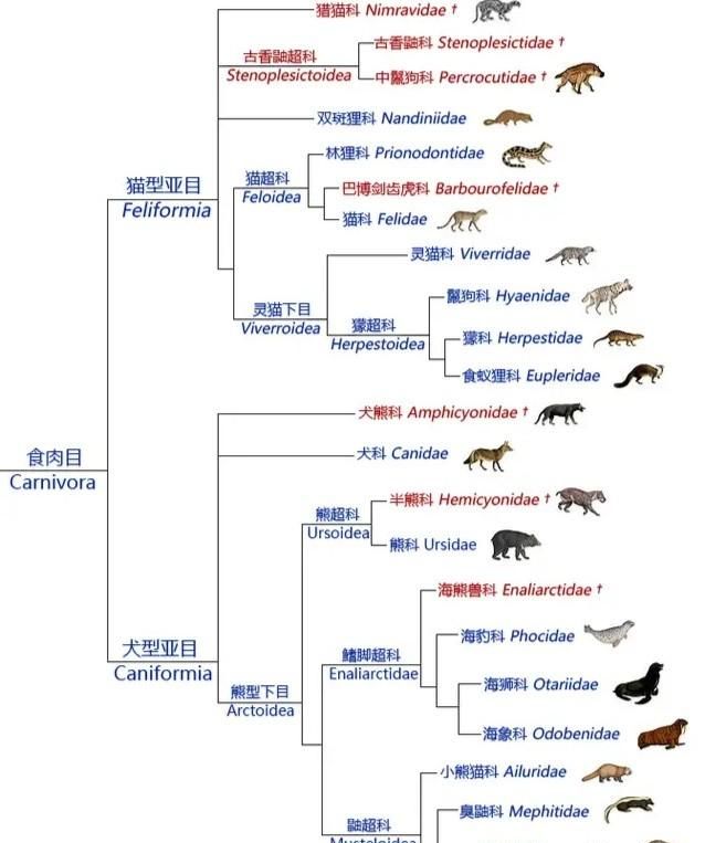 为什么犬科动物怕老虎不怕熊,老虎是猫科熊是犬科吗图10