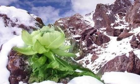 雪莲果适合什么地方种植,人工种植雪莲需要什么条件图2