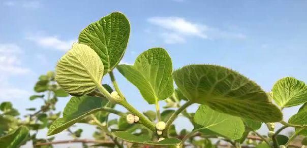 紧急通知！最强倒春寒袭击，猕猴桃受冻后这样补救