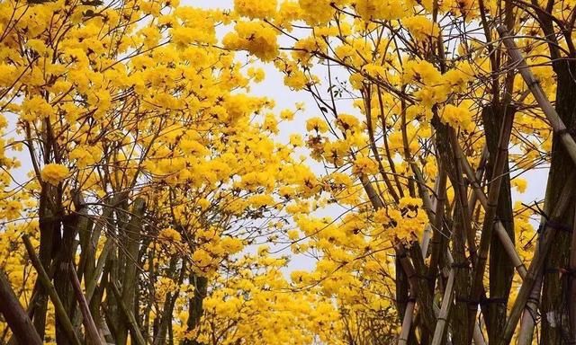 满城尽带黄金甲！南庄周边的黄花风铃木开花了，漫天金黄让人心醉