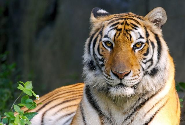 孟加拉虎超过3000只！数量远超东北虎，会进化到比东北虎更强吗？