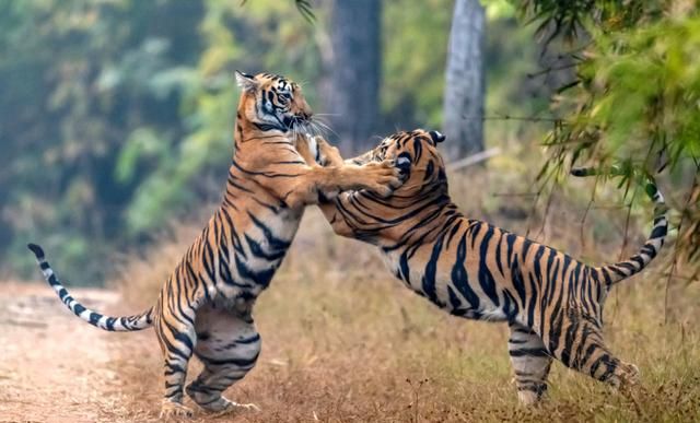 孟加拉虎超过3000只！数量远超东北虎，会进化到比东北虎更强吗？