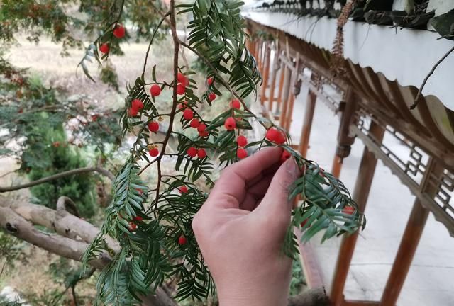 国家一级保护植物红豆杉，用红豆杉泡酒，味道香甜可口