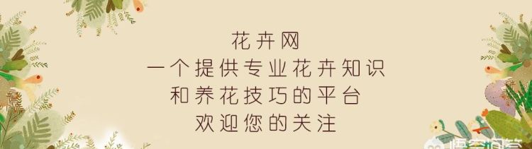 过年贴对联寓意是什么意思(贴对联的寓意简短20字)图5