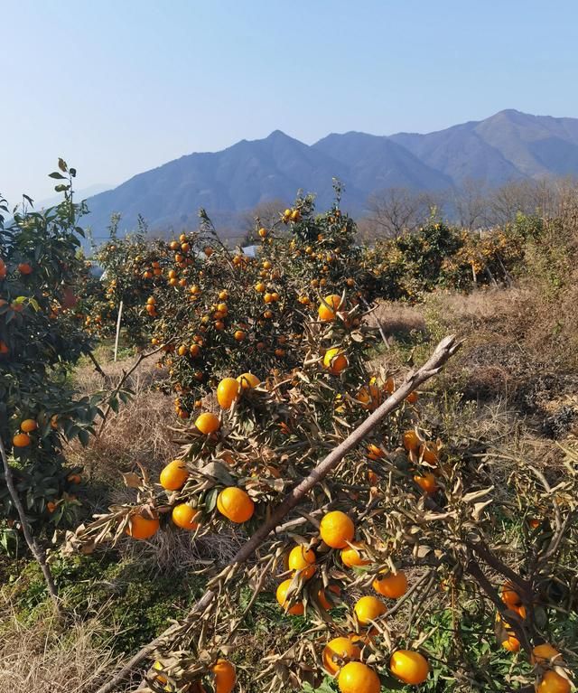 果农真的给沃柑泡药了吗？